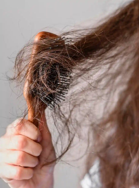 Cabelo danificado e embaraçado associado a cuidados de reparação capilar